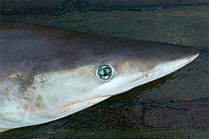 Atlantischer Nachthai (Carcharhinus signatus)