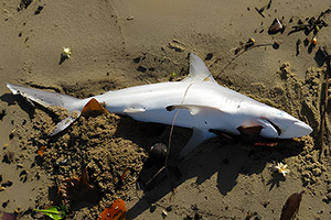 Australischer Schwarzspitzenhai (Carcharhinus tilstoni)