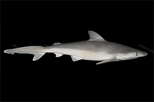 Carcharhinus tjutjot