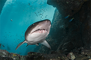  des Sandtigerhais (Carcharias taurus)