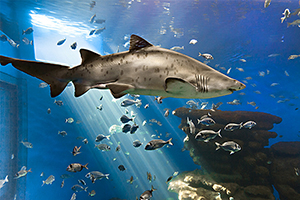 Sandtigerhai (Carcharias taurus)