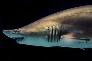 Sandtigerhai (Carcharias taurus)