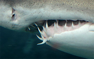 Zähne des Sandtigerhais (Carcharias taurus)