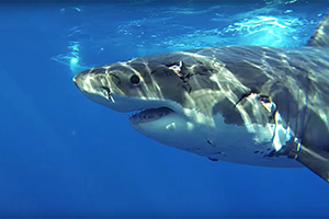 Kopfstudie eines Weißen Hais