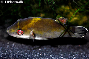 Borneo-Kammkugelfisches (Carinotetraodon borneensis)