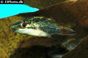 Carinotetraodon irrubesco