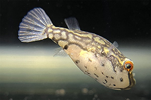 Kammkugelfisches (Carinotetraodon lorteti)