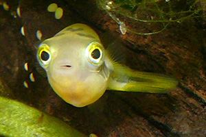 Zwerg-Kugelfisch (Carinotetraodon travancoricus)