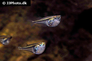 Glasbeilbauchfisch (Carnegiella myersi)