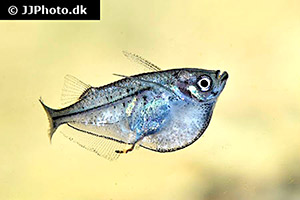 Zwerg-Beilbauchfisch (Carnegiella schereri)