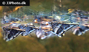 Marmorierter Beilbauchfisch (Carnegiella strigata)