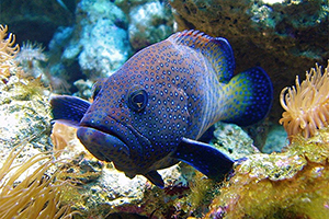 Pfauen-Zackenbarsch (Cephalopholis argus)
