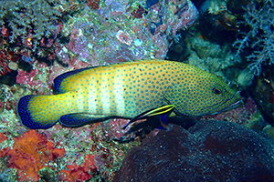 Pfauen-Zackenbarsch (Cephalopholis argus)