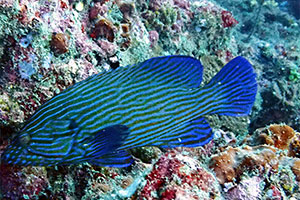 Blaustreifen-Zackenbarsch (Cephalopholis formosa)