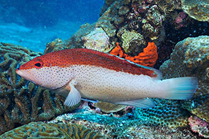 Karibik-Juwelenbarsch (Cephalopholis fulva)
