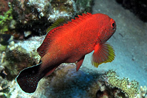 Rotmeer-Zackenbarsch (Cephalopholis hemistiktos)