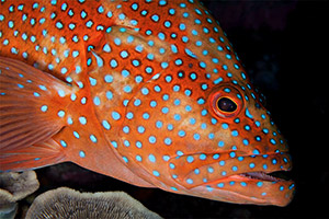 Juwelen-Zackenbarsch (Cephalopholis miniata)