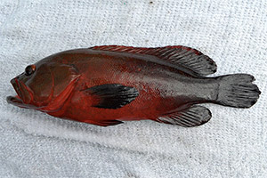 Cephalopholis nigripinnis