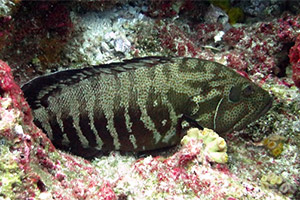 Cephalopholis panamensis
