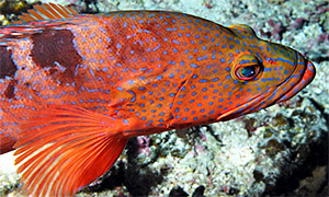 Sechsstreifen-Zackenbarsch (Cephalopholis sexmaculata)