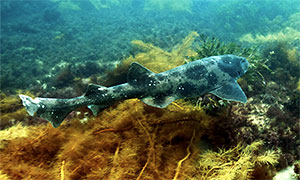 Australischer Schwellhai (Cephaloscyllium laticeps)