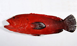 Feuer-Zackenbarsch (Cephalopholis urodeta)