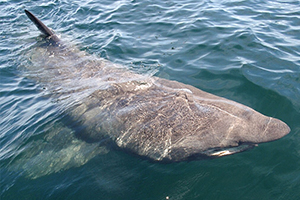 Riesenhai (Cetorhinus maximus) Riesenhai (Cetorhinus maximus)