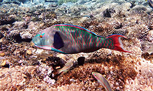 Masken-Papageifisch  (Cetoscarus bicolor)