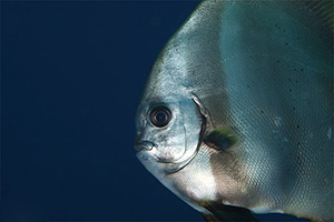 Atlantischer Spatenfisch (Chaetodipterus faber)