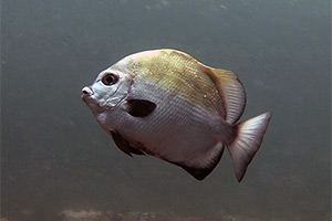 Chaetodipterus lippei