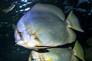 Pazifischer Spatenfisch (Chaetodipterus zonatus)