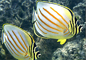 Orangestreifen-Falterfisch (Chaetodon ornatissimus)