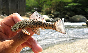 Gepunkteter Gebirgsbachharnischwels (Chaetostoma milesi)