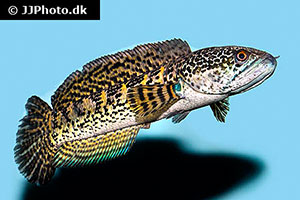Goldfleck-Schlangenkopffisch (Channa aurantimaculata)