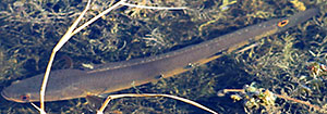 Channa aurolineata