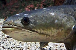 Großer Schlangenkopffisch (Channa micropeltes)