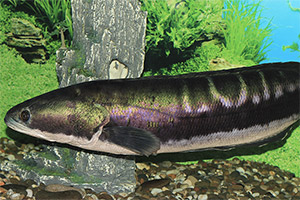 Großer Schlangenkopffisch (Channa micropeltes)