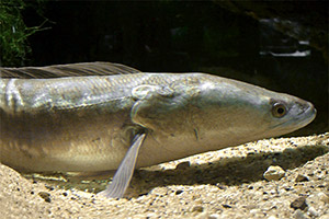 Großer Schlangenkopffisch (Channa micropeltes)