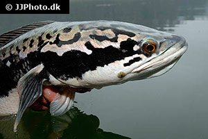 Großer Schlangenkopffisch (Channa micropeltes)