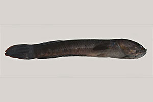 Ceylon-Schlangenkopffisch (Channa orientalis)