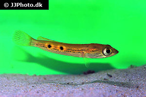 Augenfleck-Schlangenkopffisch (Channa pleurophthalma)