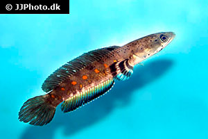 Schöner Schlangenkopffisch (Channa pulchra)
