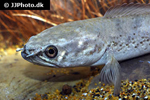 Goldener Schlangenkopffisch (Channa stewartii)