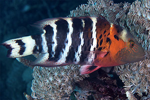 Rotbrust-Prachtlippfisch (Cheilinus fasciatus)