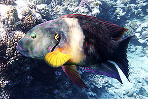 Besenschwanz-Prachtlippfisch (Cheilinus lunulatus)