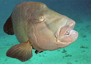 Napoleon-Lippfisch (Cheilinus undulatus)