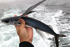 Cheilopogon pinnatibarbatus ssp. californicus Cheilopogon pinnatibarbatus ssp. californicus