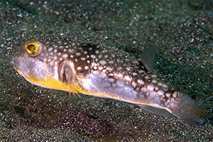 Milchflecken-Kugelfisch (Chelonodontops patoca)