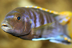 Chindongo demasoni
