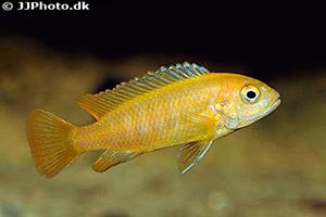 Chindongo saulosi
